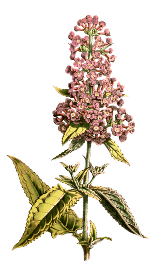 复古手绘植物花卉玫瑰花PNG免扣图案高清图片PS设计素材图