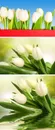 白色郁金香鲜花素材
