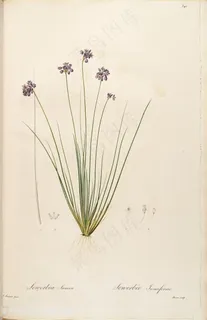 雷杜德原版高清紫色花卉绿叶图谱素材 雷杜德原版高清紫色花卉绿叶图谱素材