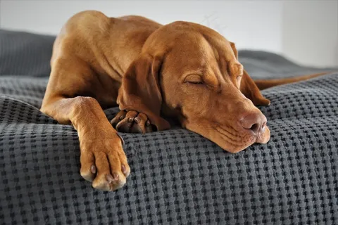 宠物猎犬睡觉图片 宠物猎犬睡觉图片