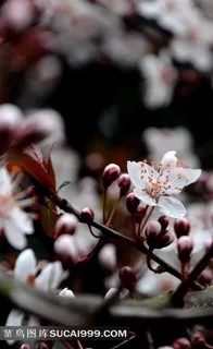 盛开的白色梅花写真 盛开的白色梅花写真