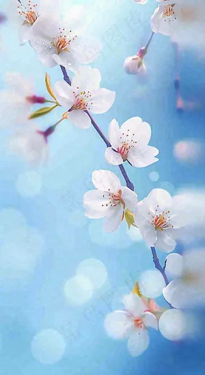 春天浪漫白色樱花花朵，立春春分摄影图