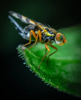 虻虫图片 虻虫图片