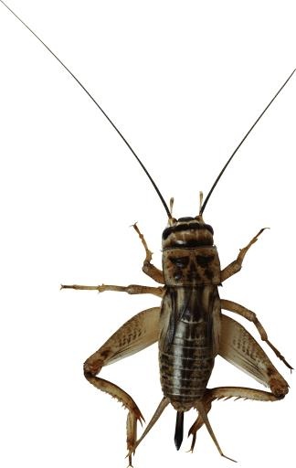 昆虫 PNG免抠(1902x3000)