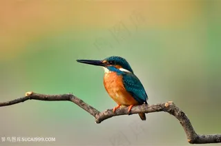 翠鸟小鸟野生鸟