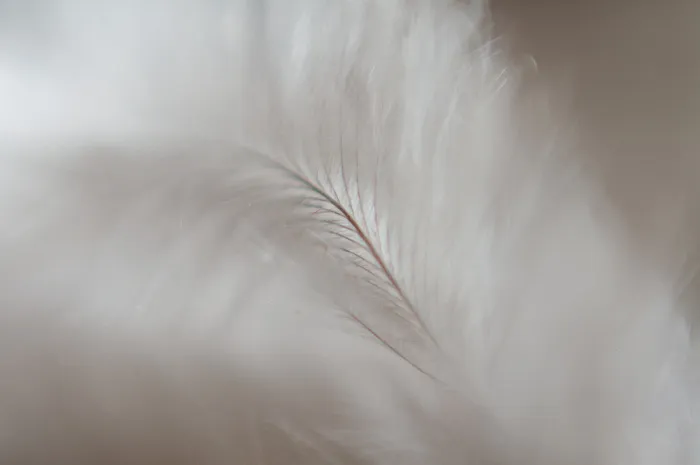 极简轻奢羽毛背景纹理简约高端底纹