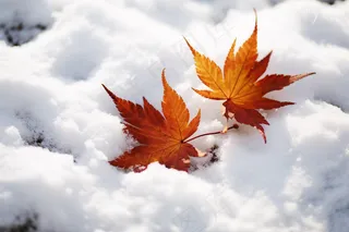 雪地里的枫叶白雪雪景摄影图