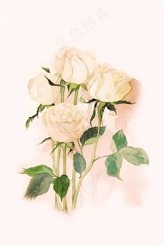 玫瑰花玉兰色水彩