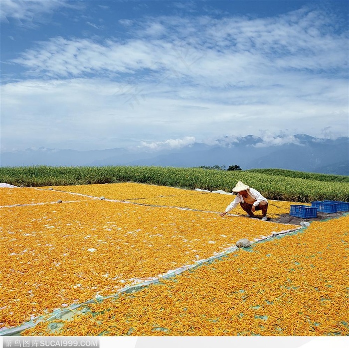 收获晒干的黄花菜