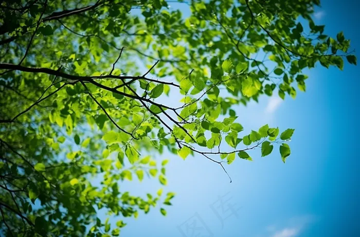 梦幻绿色叶子蓝色天空壁纸景色