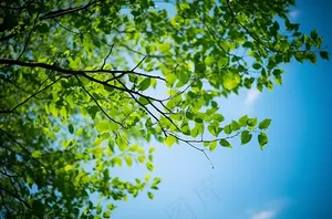 梦幻绿色叶子蓝色天空壁纸景色