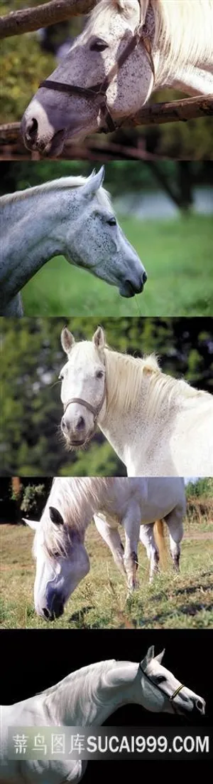 白色骏马特写壁纸素材