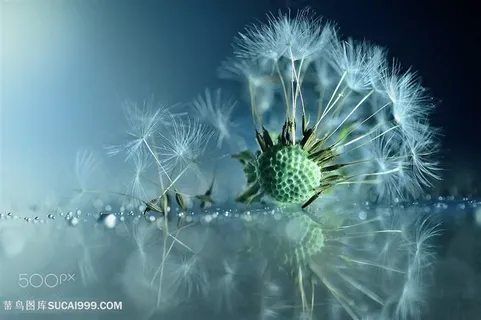 唯美高清蒲公英鲜花图片 唯美高清蒲公英鲜花图片