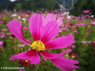 紫色花海中的小花朵