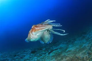 海洋墨鱼动物大图