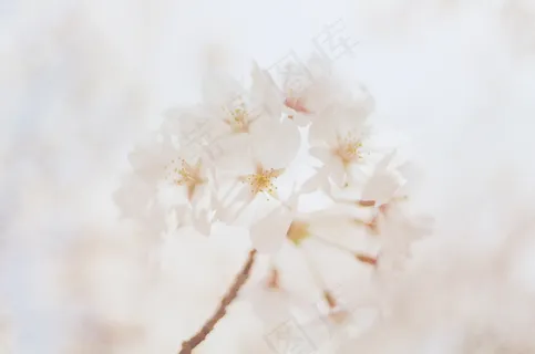 白色桃花唯美图片