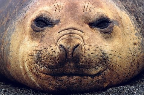 成年海狮面部图片