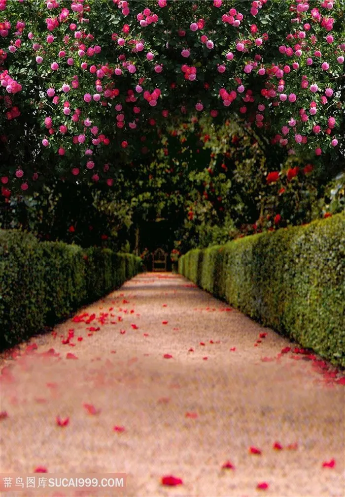 绿化植物道路花卉风景画