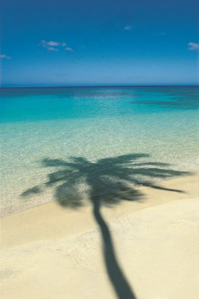 海面沙滩上的椰树投影