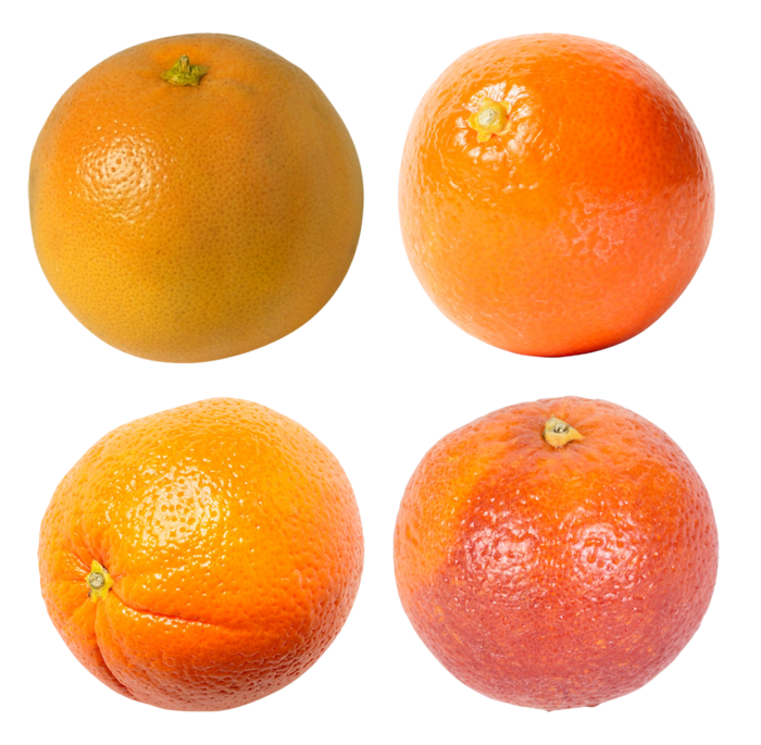 橘子免抠素材 (24)