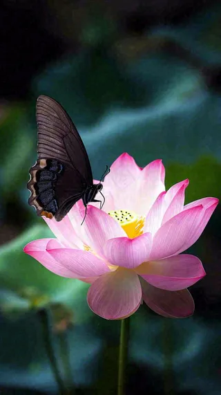 夏日清新荷塘荷花绿色大气摄影，立夏夏至处暑摄影图