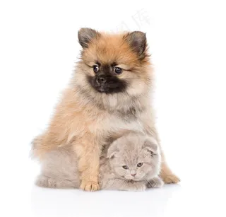 唯美猫狗动物写真