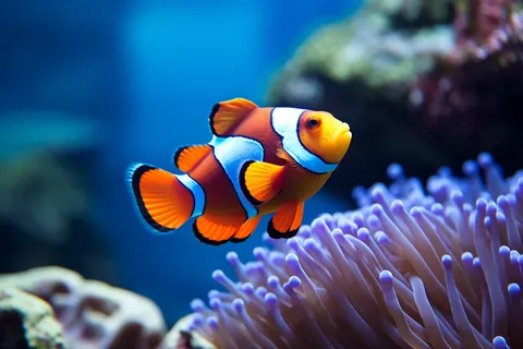 海洋鱼珊瑚海底摄影图