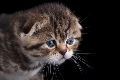 一脸惊讶的猫咪图片 一脸惊讶的猫咪图片
