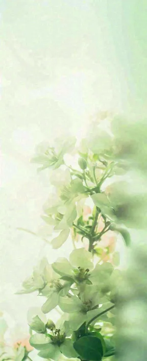 白色清新花朵朦胧唯美意境，鲜花摄影图