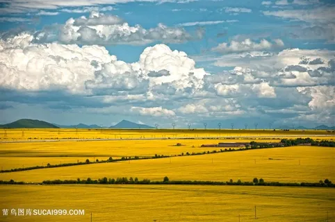 天空油菜花图片海报