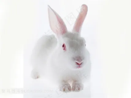 爬着的小白兔素材