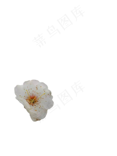 白梅花PNG免抠图