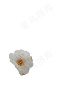 白梅花PNG免抠图