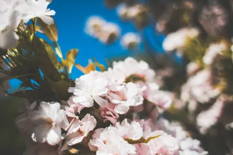 春日粉色花朵图片 春日粉色花朵图片