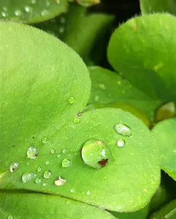唯美树叶上的水珠图片 唯美树叶上的水珠图片