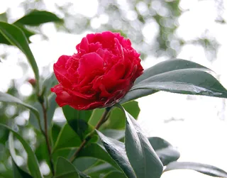 红色山茶花图片