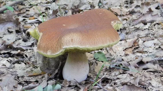 地面野蘑菇图片 地面野蘑菇图片