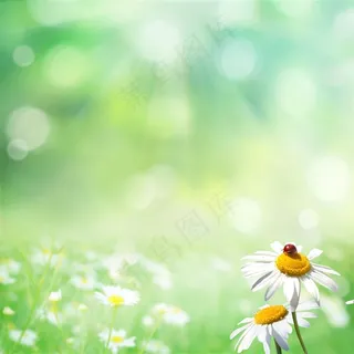 清新唯美白色野菊花高清图片