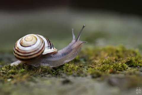 蜗牛动物园动物设计素材森林野生