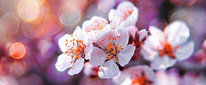 白色浪漫春季樱花花朵枝叶，立春惊蛰春分摄影图(1712x704)