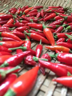 红色尖椒图片