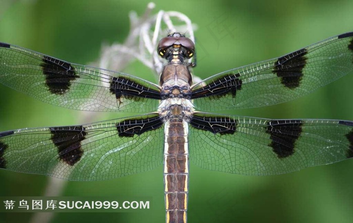 枝头的带斑点蜻蜓