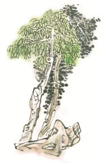 古树工笔国画jpg素材