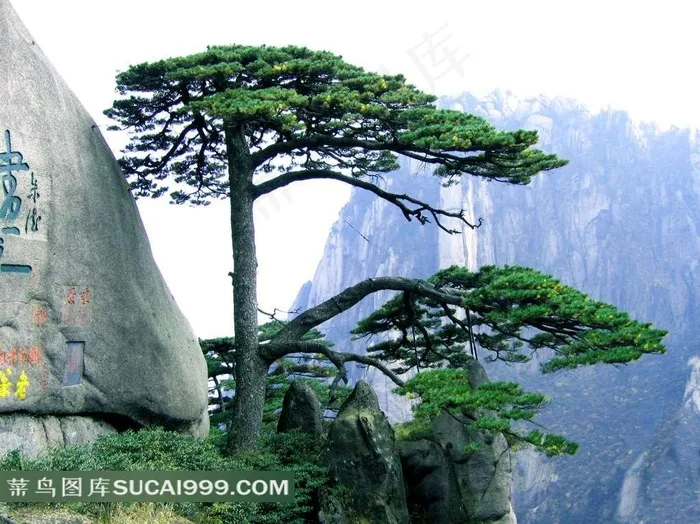 山中大树摄影图