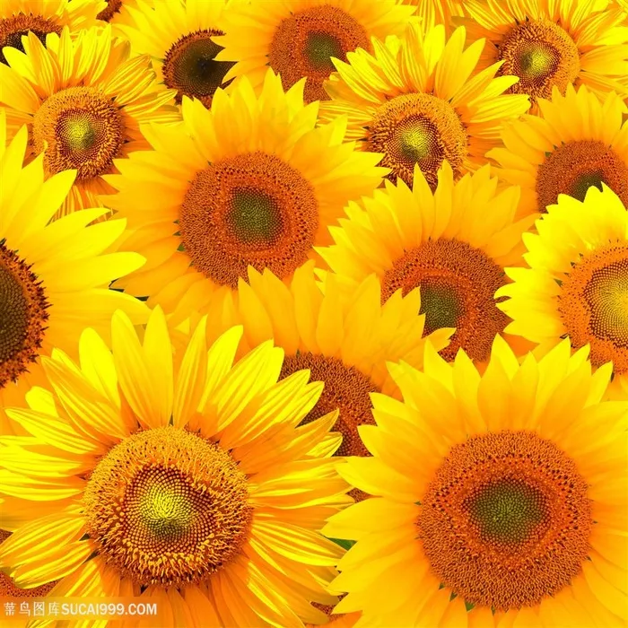 高清向日葵鲜花图片