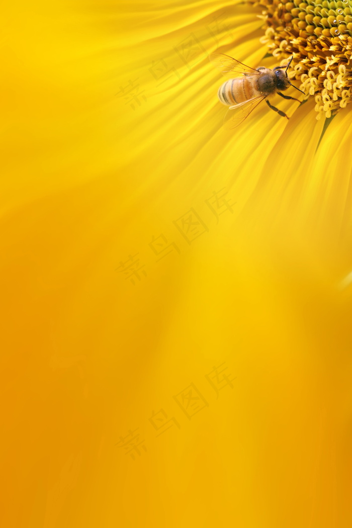 蜜蜂采蜜背景图片