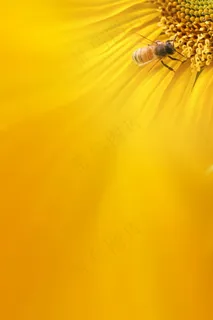 蜜蜂采蜜背景图片