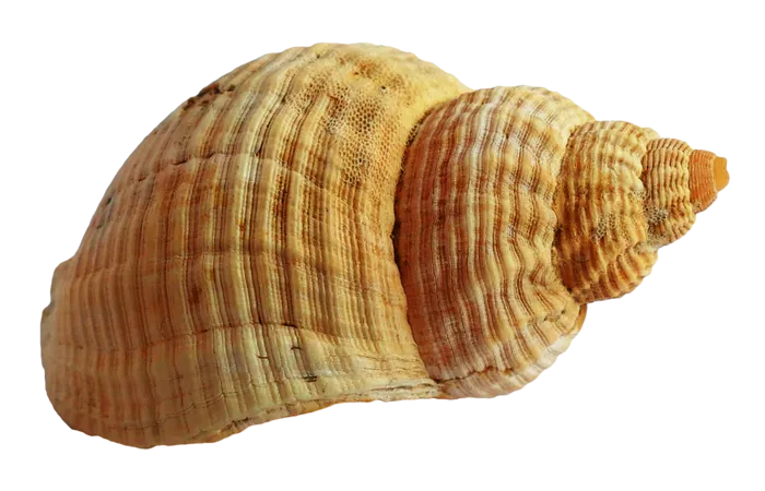 海螺海洋贝壳