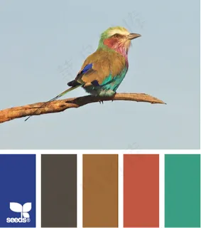 家禽鸟类配色色卡色彩搭配