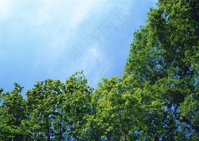 森林树木美丽的素材